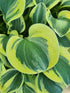 Hosta 'Mighty Mouse' - New Forest Hostas & Hemerocallis