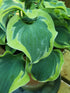 Hosta 'School Mouse' - New Forest Hostas & Hemerocallis