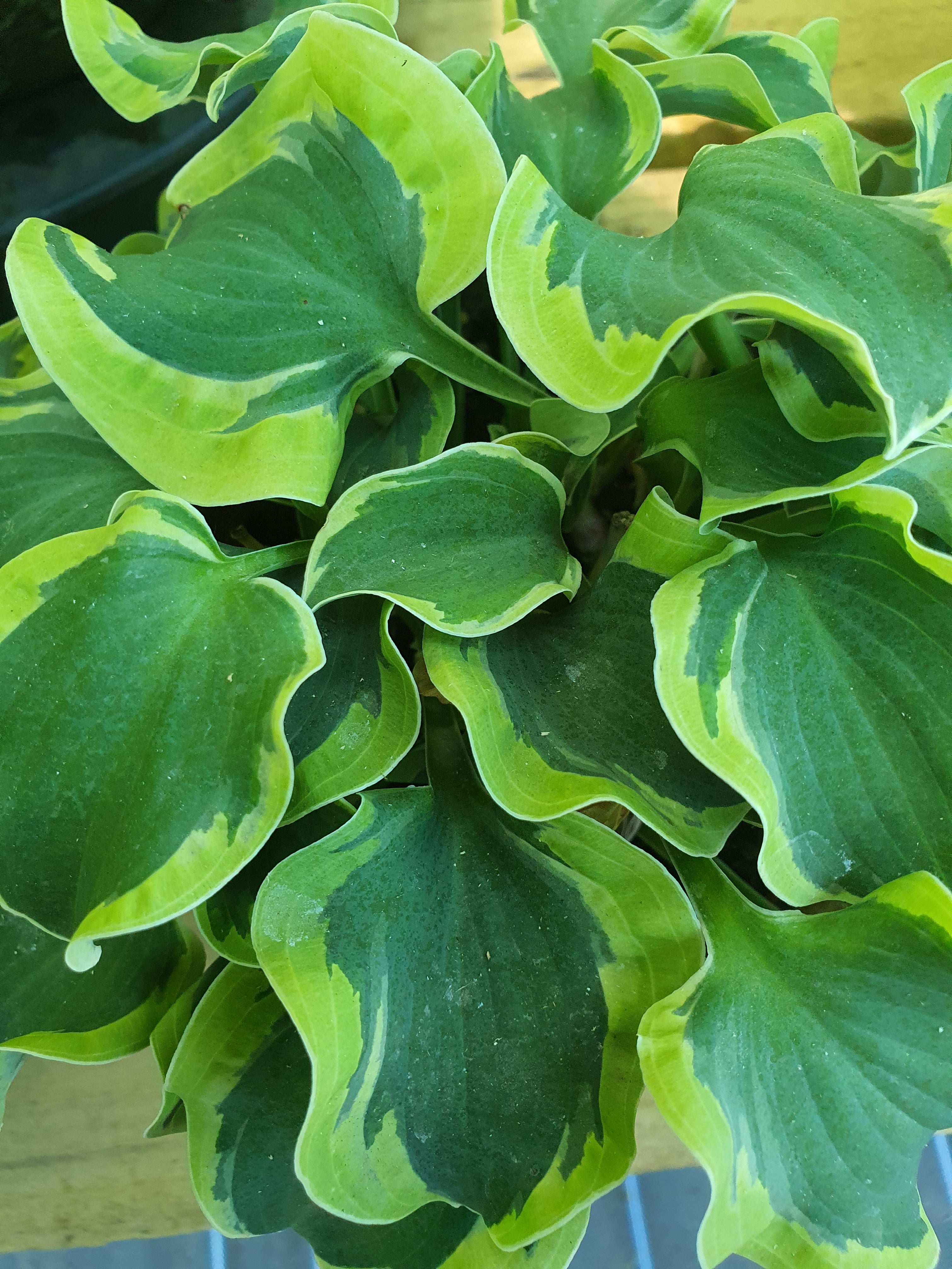 Hosta 'School Mouse' - New Forest Hostas & Hemerocallis