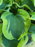 Hosta 'School Mouse' - New Forest Hostas & Hemerocallis