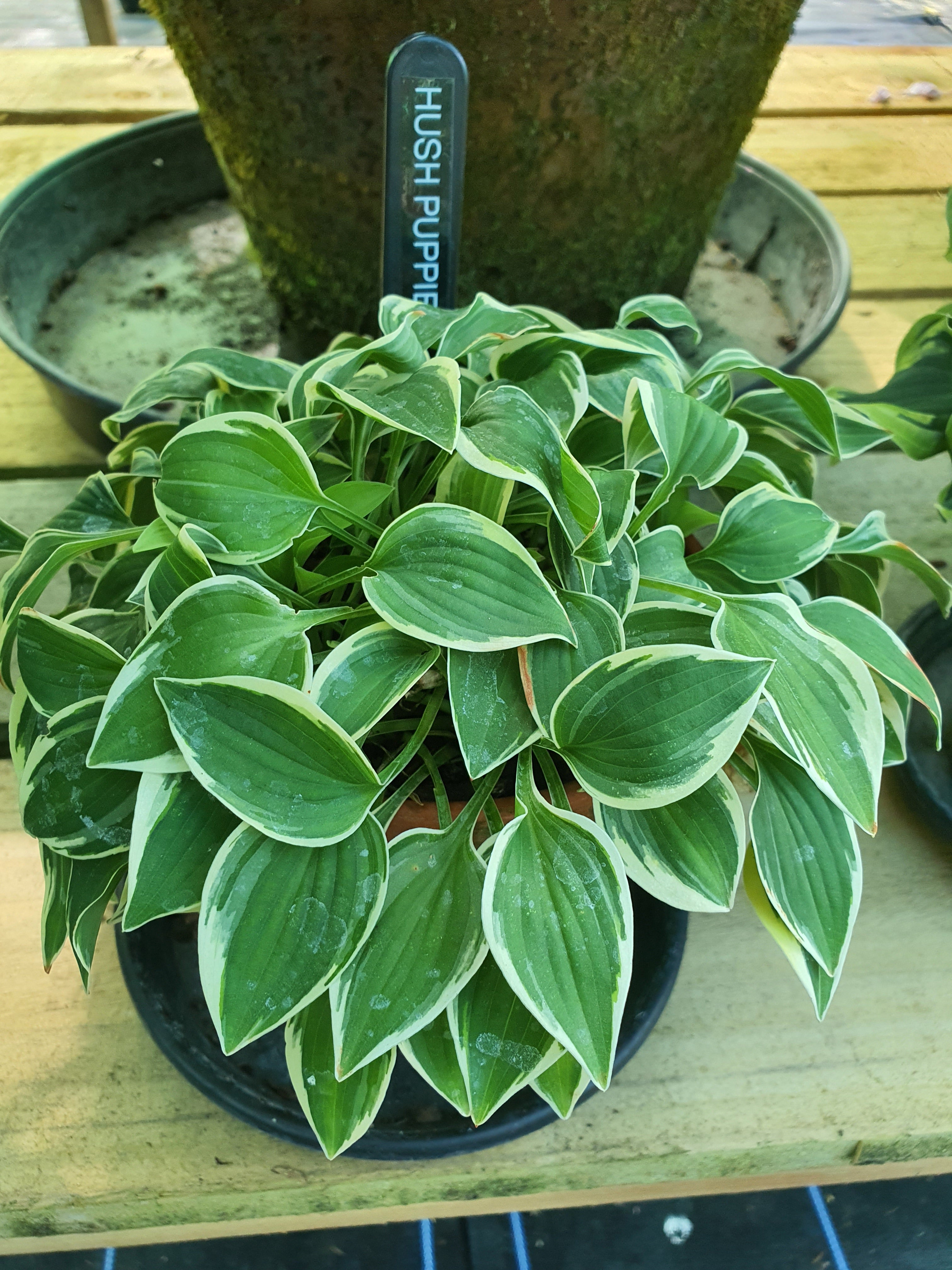 Hosta 'Hush Puppie' - New Forest Hostas & Hemerocallis