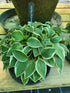 Hosta 'Hush Puppie' - New Forest Hostas & Hemerocallis