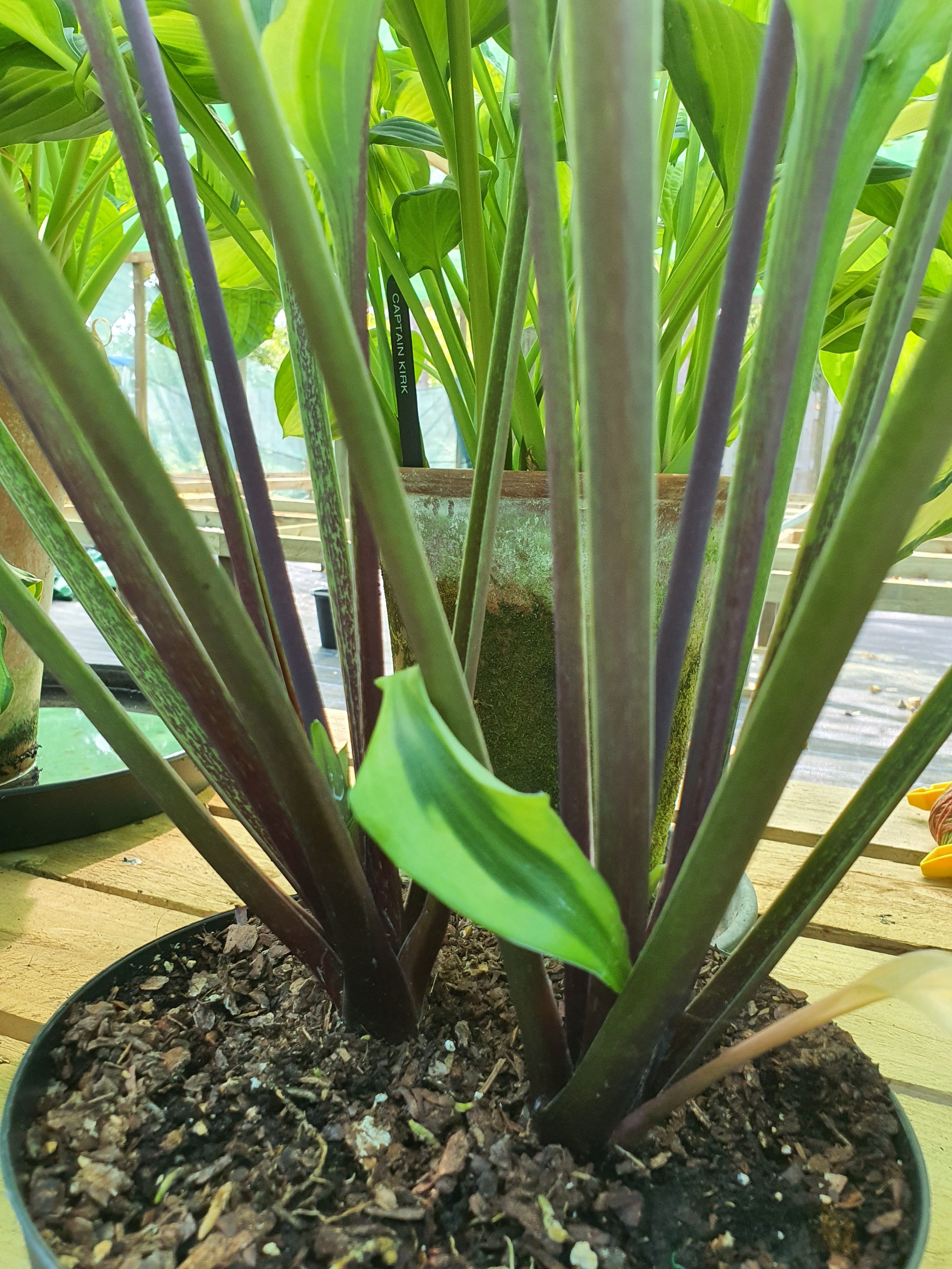 Hosta 'Monkey Business' - New Forest Hostas & Hemerocallis