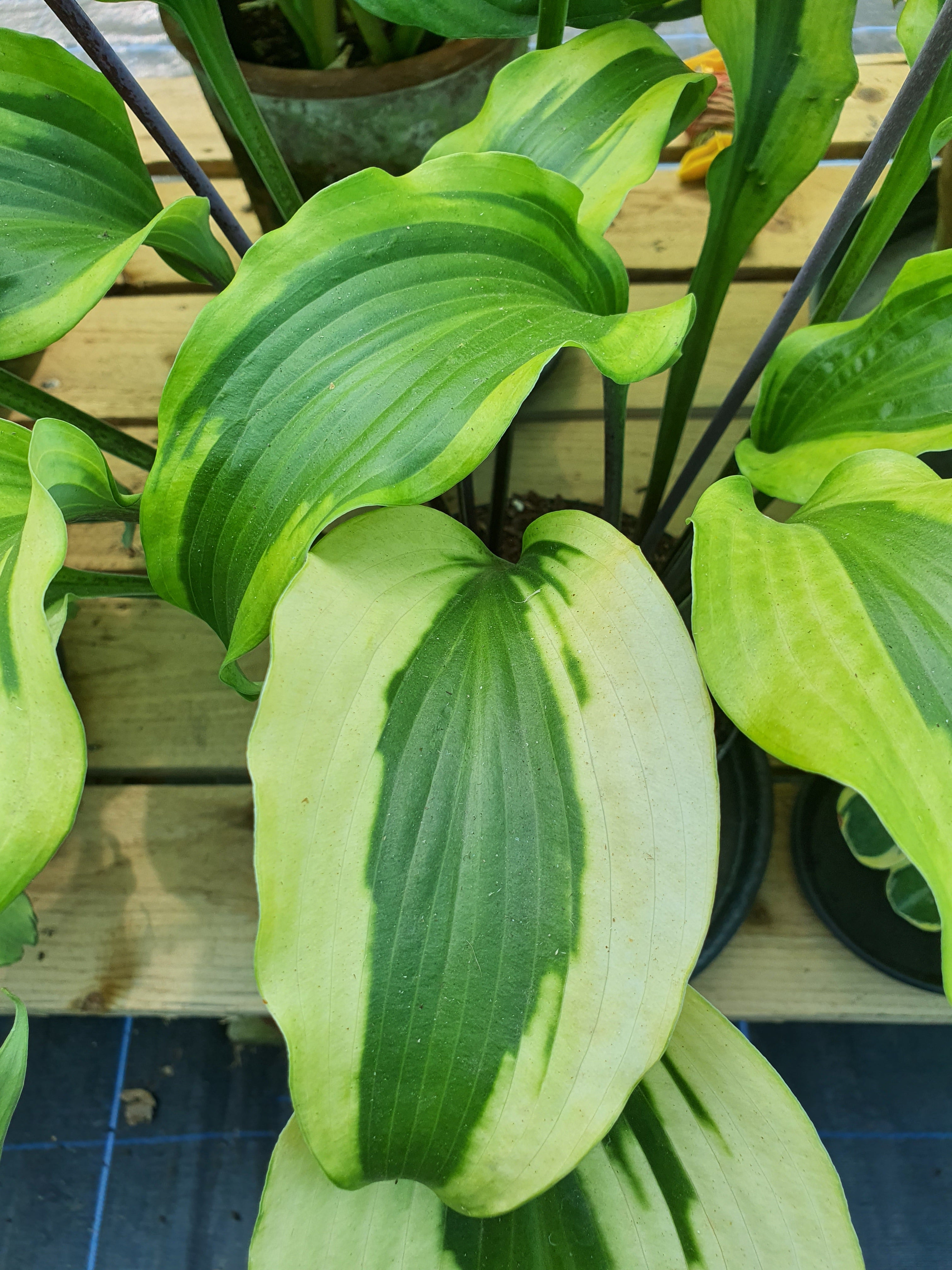 Hosta 'Monkey Business' - New Forest Hostas & Hemerocallis