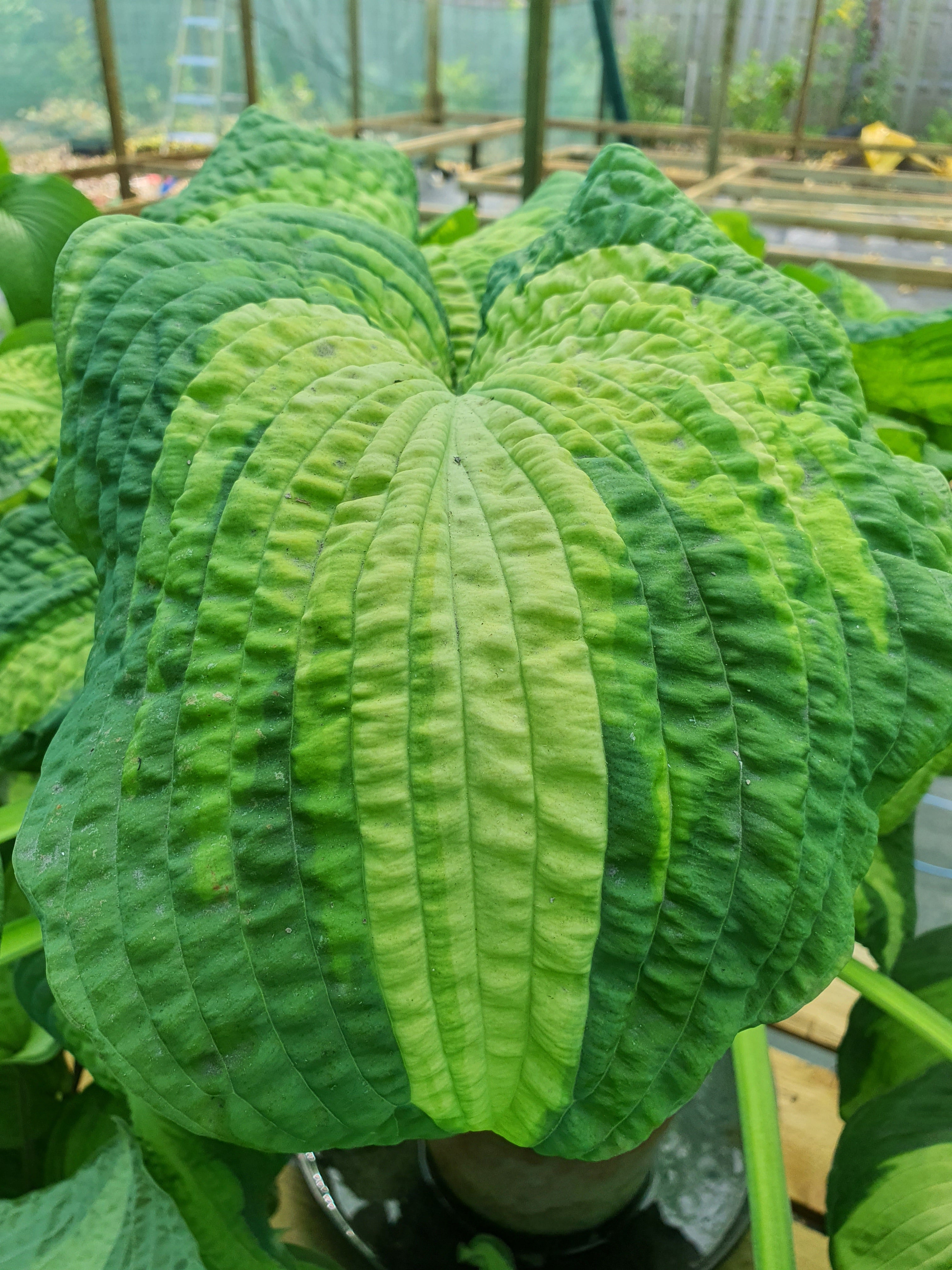 Hosta 'Brother Stefan' - New Forest Hostas & Hemerocallis