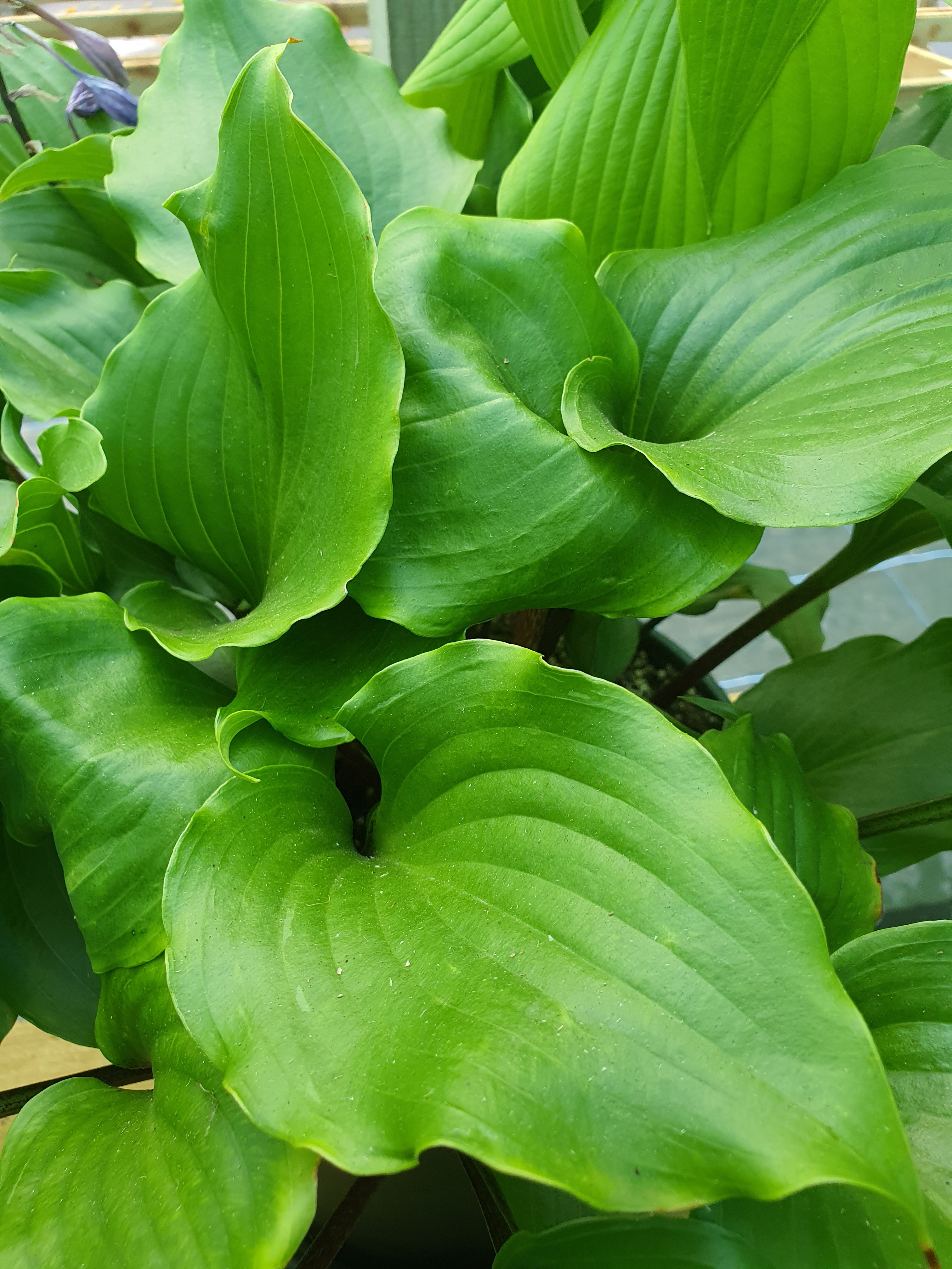Hosta 'Cranberry Wine' - New Forest Hostas & Hemerocallis