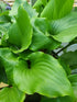 Hosta 'Cranberry Wine' - New Forest Hostas & Hemerocallis