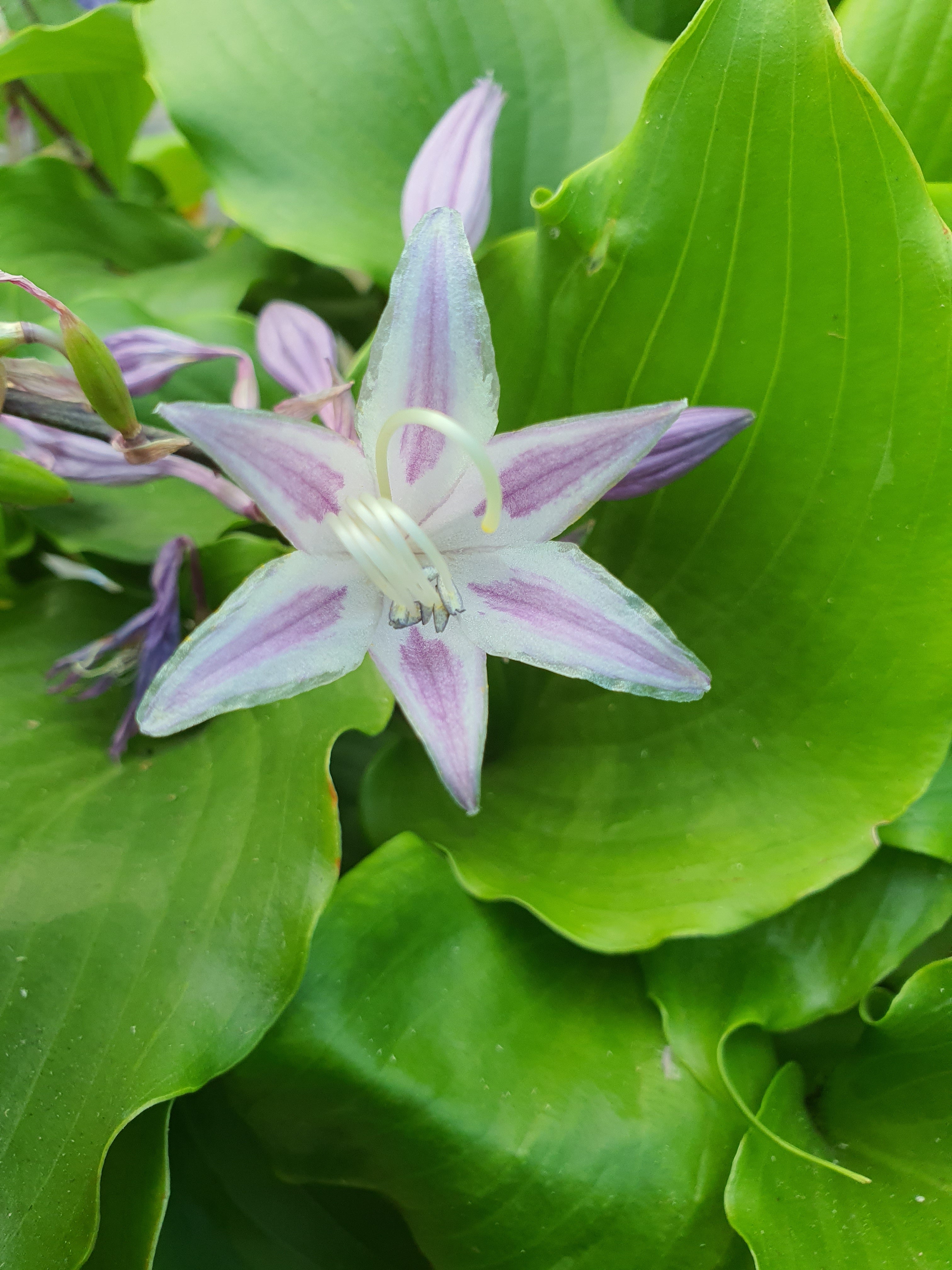 Hosta 'Cranberry Wine' - New Forest Hostas & Hemerocallis