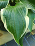 Hosta 'Sorbet' - New Forest Hostas & Hemerocallis