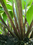 Hosta 'Sorbet' - New Forest Hostas & Hemerocallis