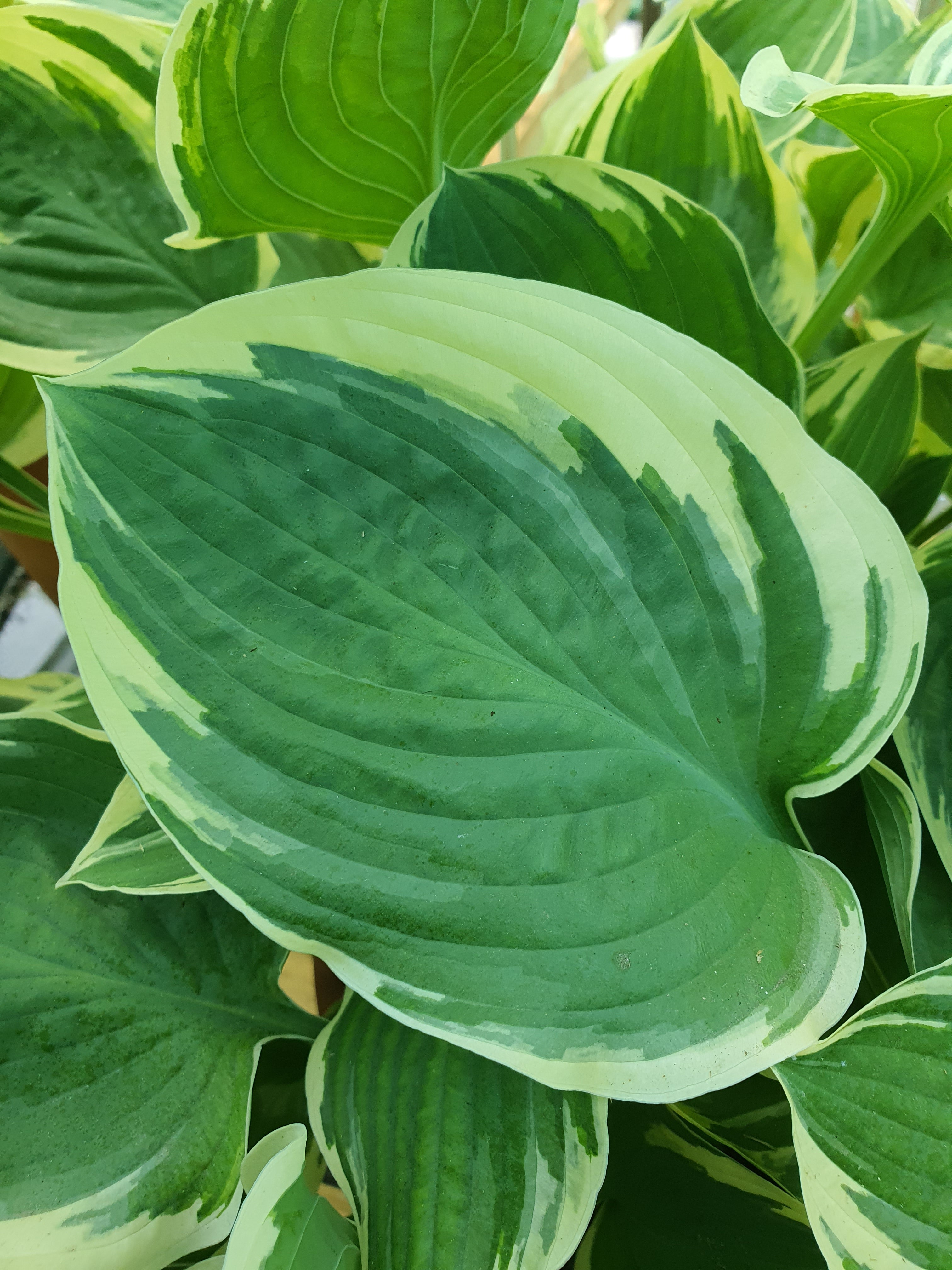 Hosta 'Crusader' - New Forest Hostas & Hemerocallis