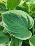 Hosta 'Crusader' - New Forest Hostas & Hemerocallis