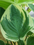 Hosta 'Crusader' - New Forest Hostas & Hemerocallis