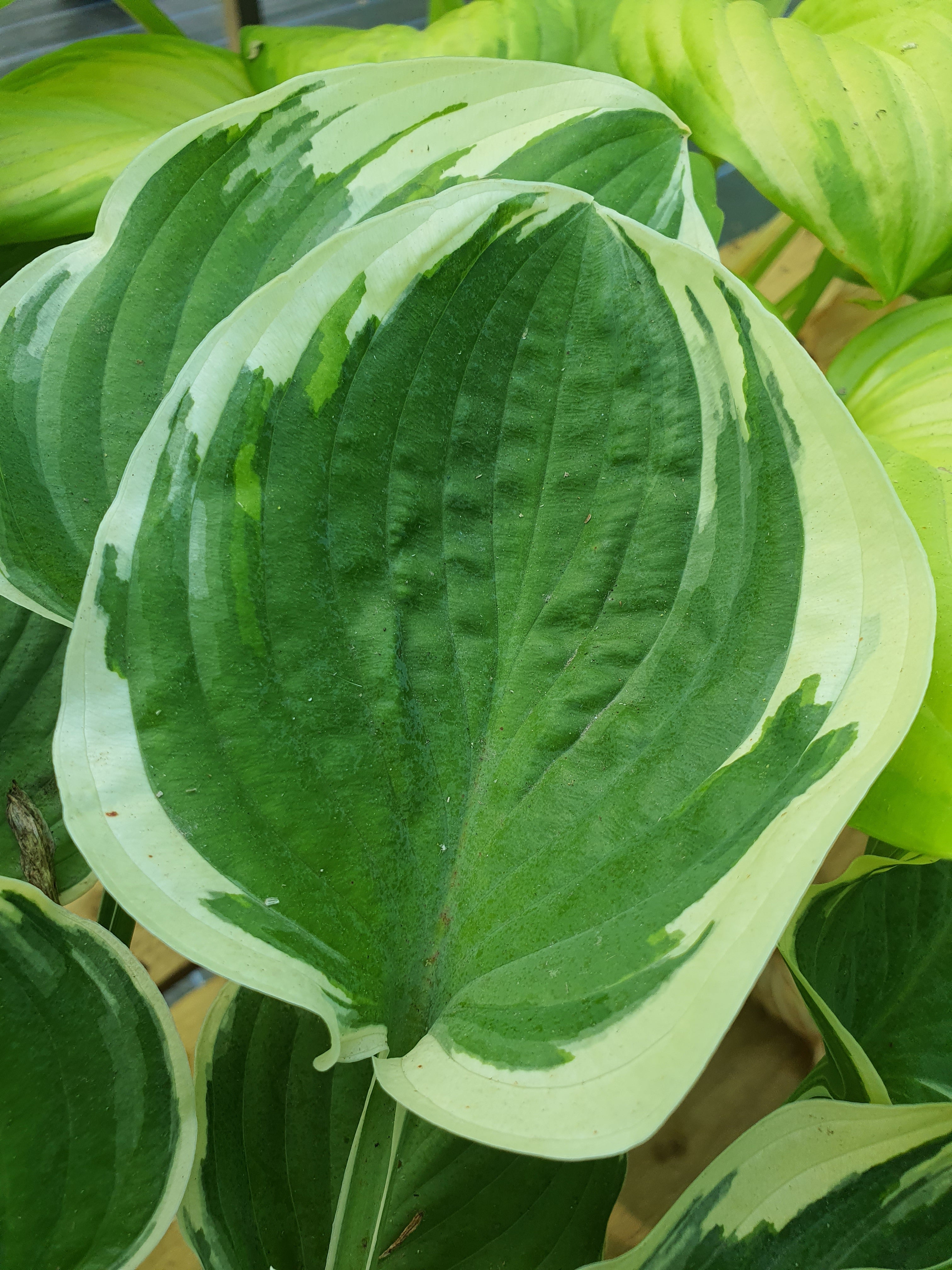 Hosta 'Crusader' - New Forest Hostas & Hemerocallis