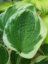 Hosta 'Crusader' - New Forest Hostas & Hemerocallis