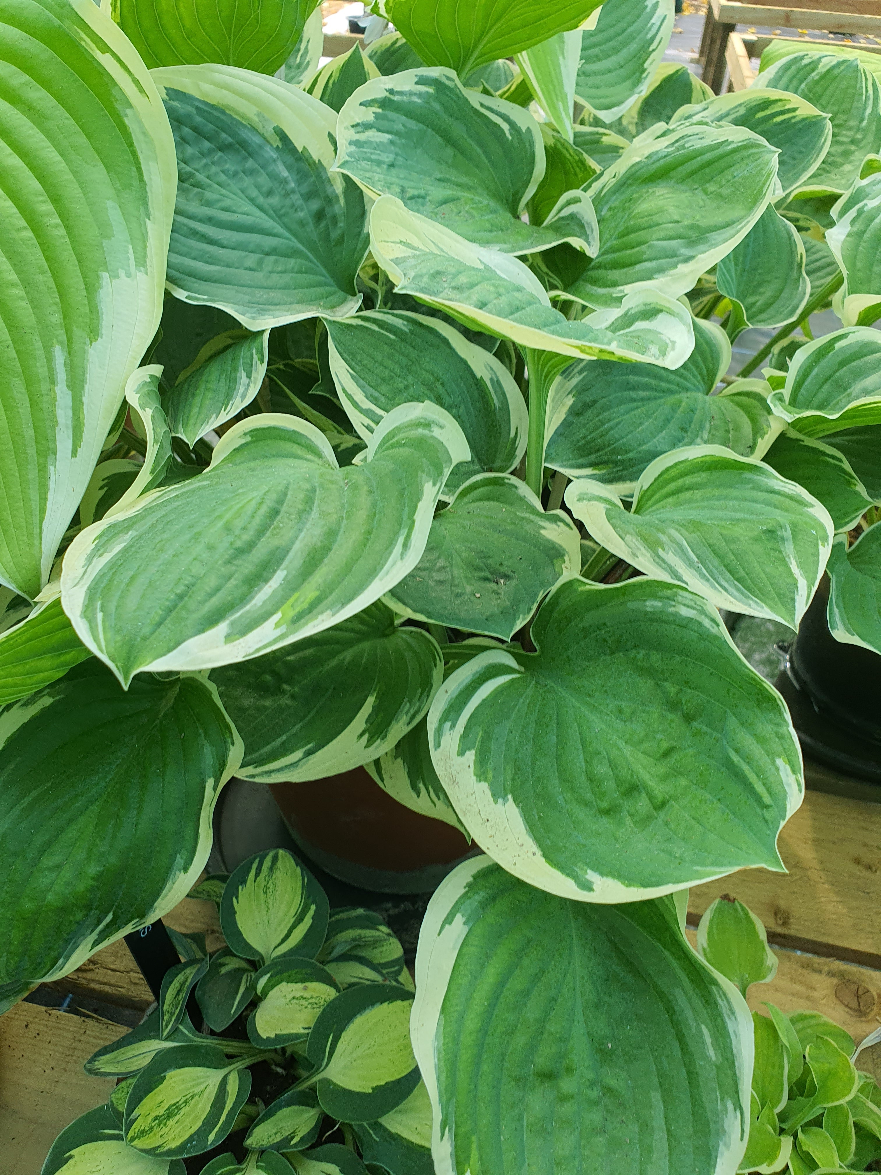 Hosta 'Crusader' - New Forest Hostas & Hemerocallis