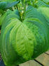 Hosta 'Cathedral Windows' - New Forest Hostas & Hemerocallis