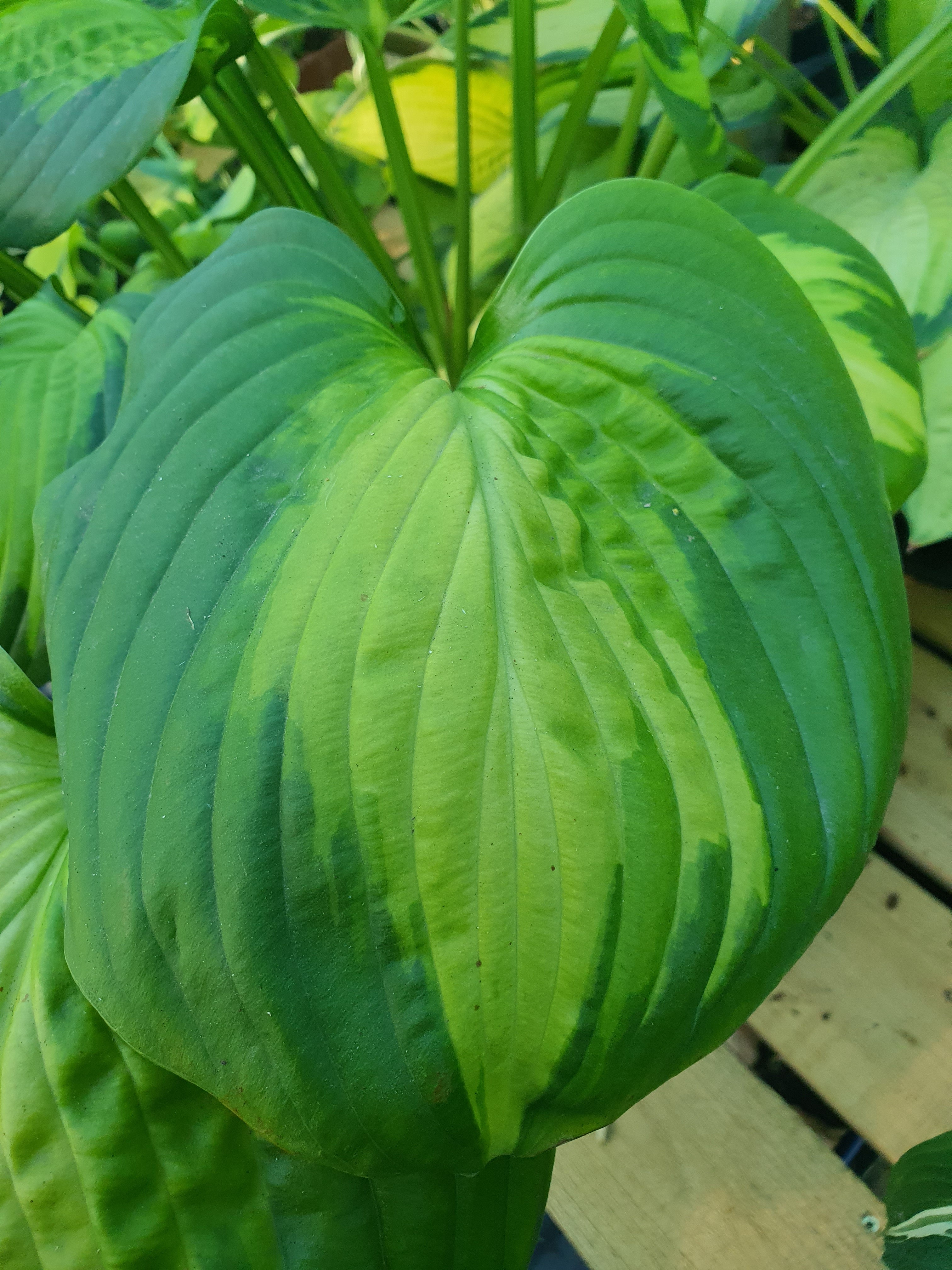 Hosta 'Cathedral Windows' - New Forest Hostas & Hemerocallis