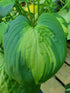 Hosta 'Cathedral Windows' - New Forest Hostas & Hemerocallis