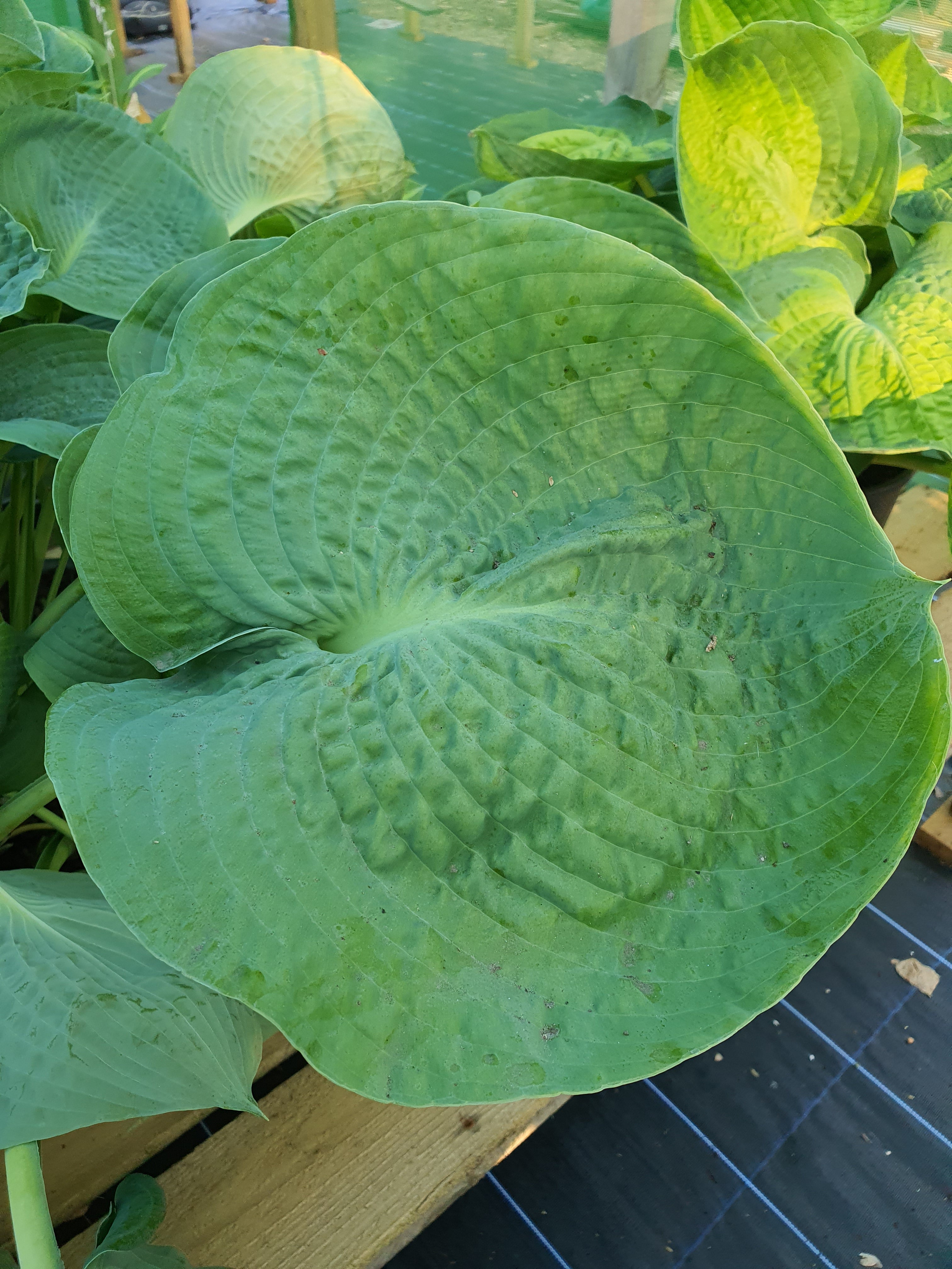 Hosta 'Abiqua Drinking Gourd' - New Forest Hostas & Hemerocallis