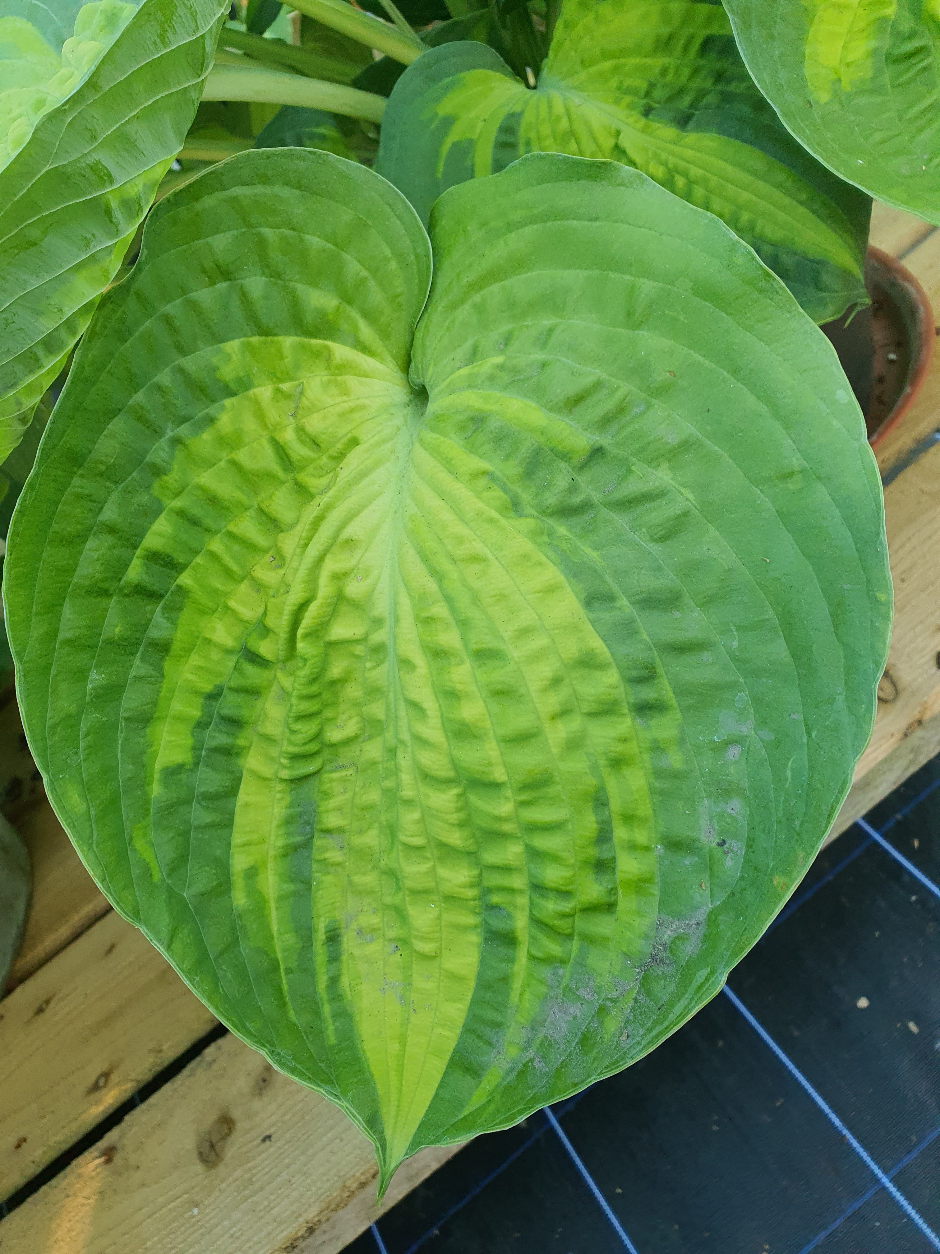 Hosta 'Alligator Alley' - New Forest Hostas & Hemerocallis