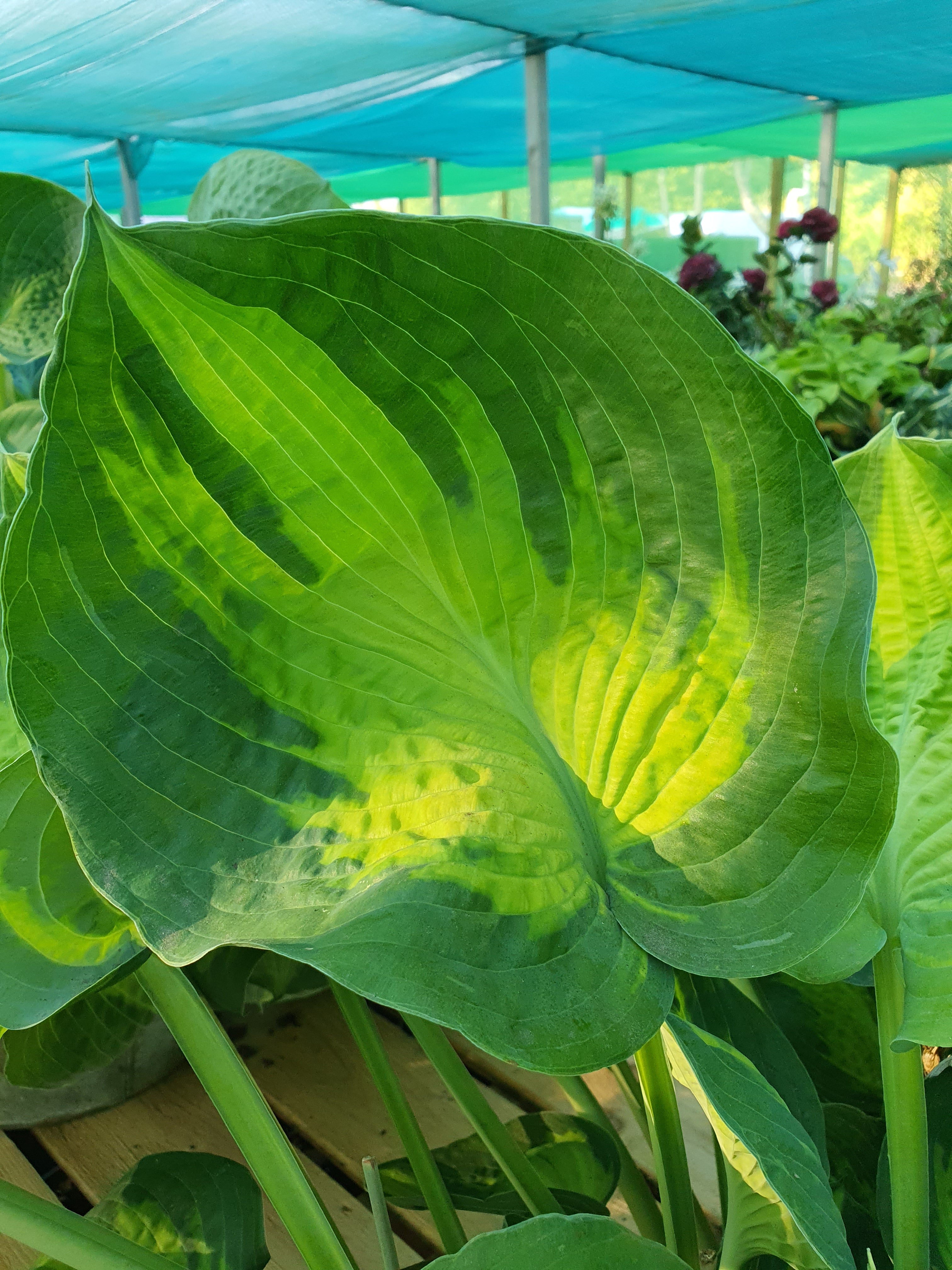 Hosta 'Alligator Alley' - New Forest Hostas & Hemerocallis