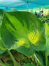 Hosta 'Alligator Alley' - New Forest Hostas & Hemerocallis