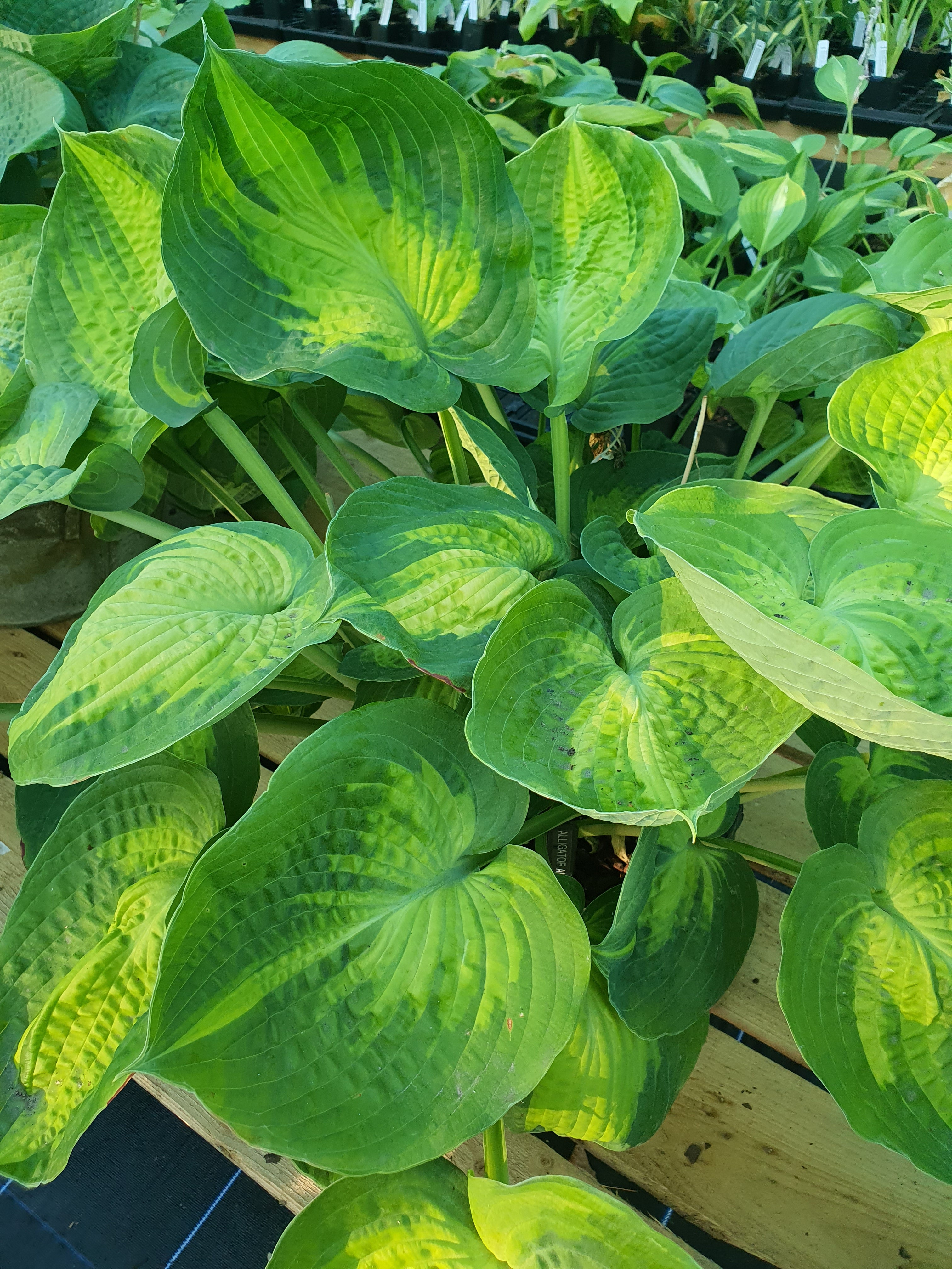 Hosta 'Alligator Alley' - New Forest Hostas & Hemerocallis