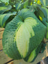 Hosta 'Saint Paul' - New Forest Hostas & Hemerocallis