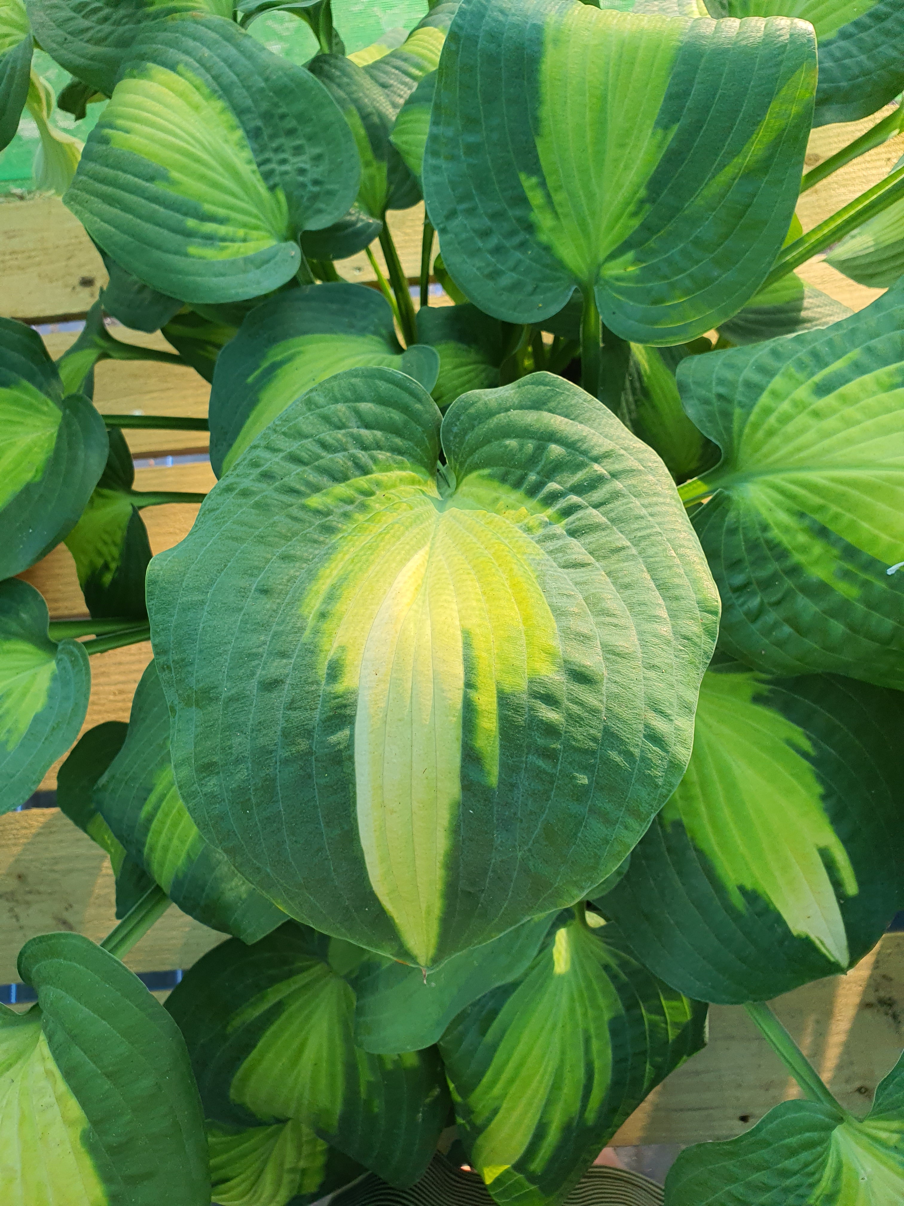 Hosta 'Saint Paul' - New Forest Hostas & Hemerocallis