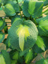Hosta 'Saint Paul' - New Forest Hostas & Hemerocallis