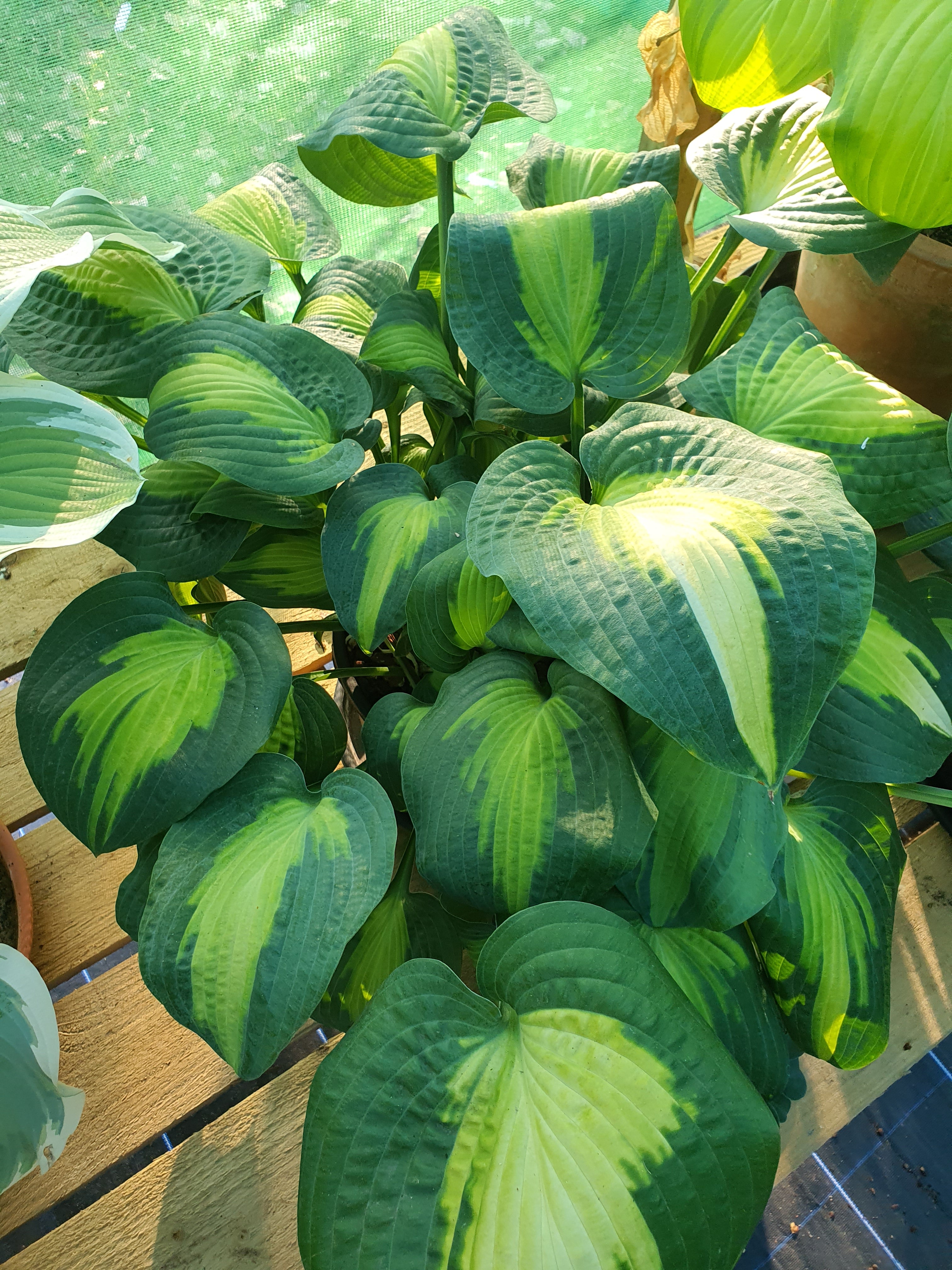 Hosta 'Saint Paul' - New Forest Hostas & Hemerocallis