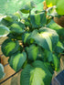 Hosta 'Saint Paul' - New Forest Hostas & Hemerocallis