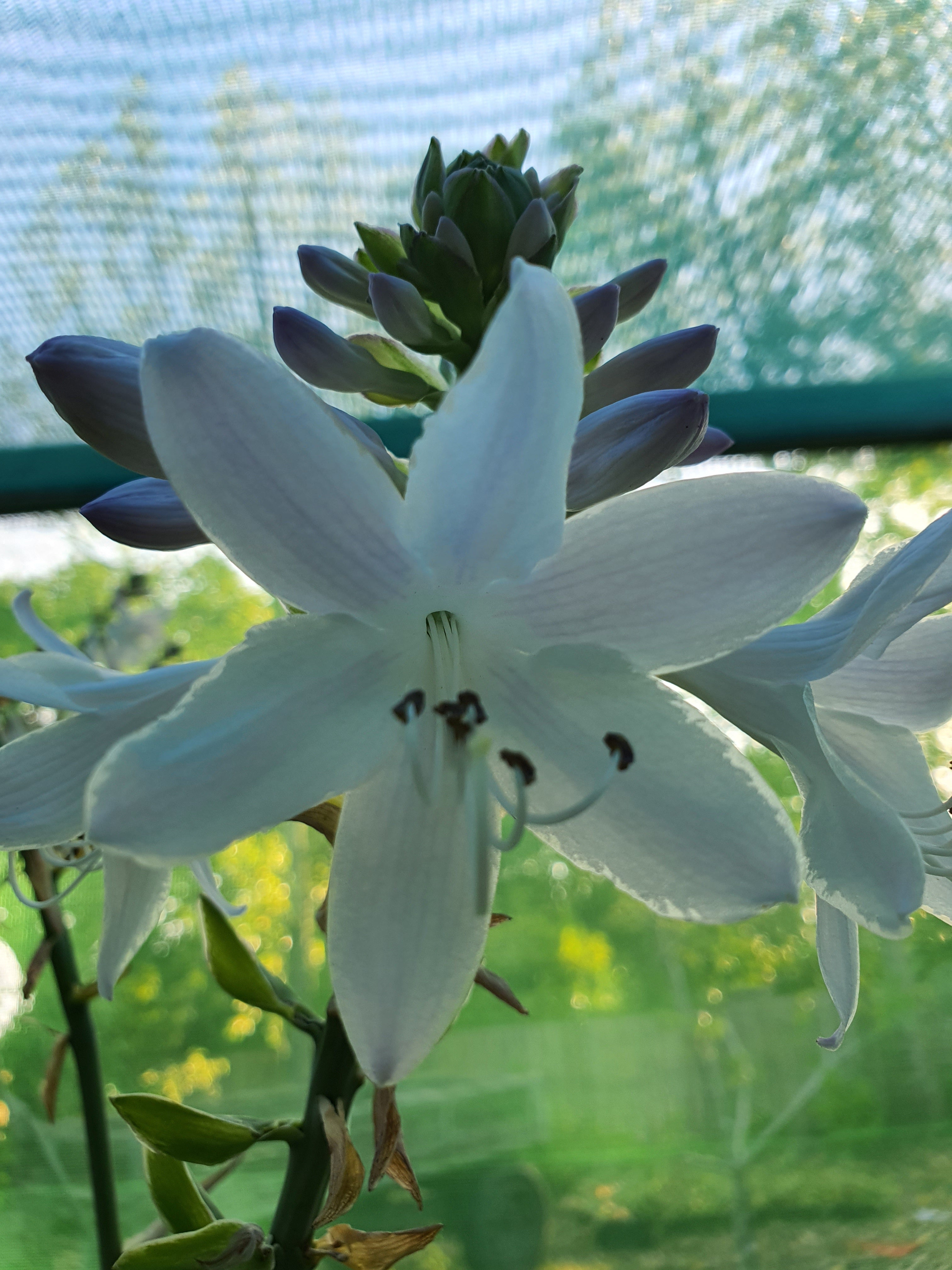 Hosta 'Guacamole' - New Forest Hostas & Hemerocallis