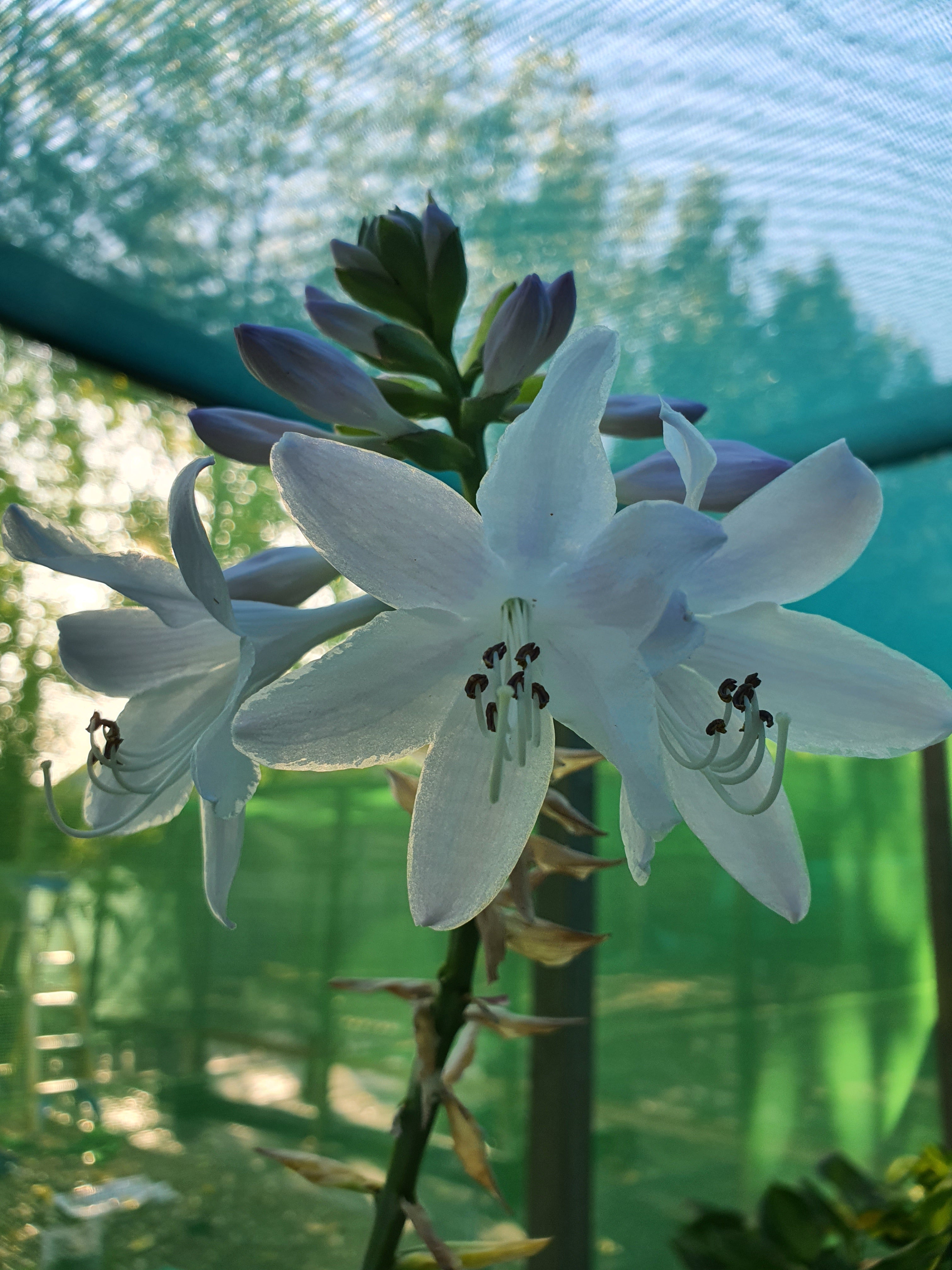 Hosta 'Guacamole' - New Forest Hostas & Hemerocallis
