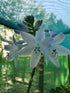 Hosta 'Guacamole' - New Forest Hostas & Hemerocallis