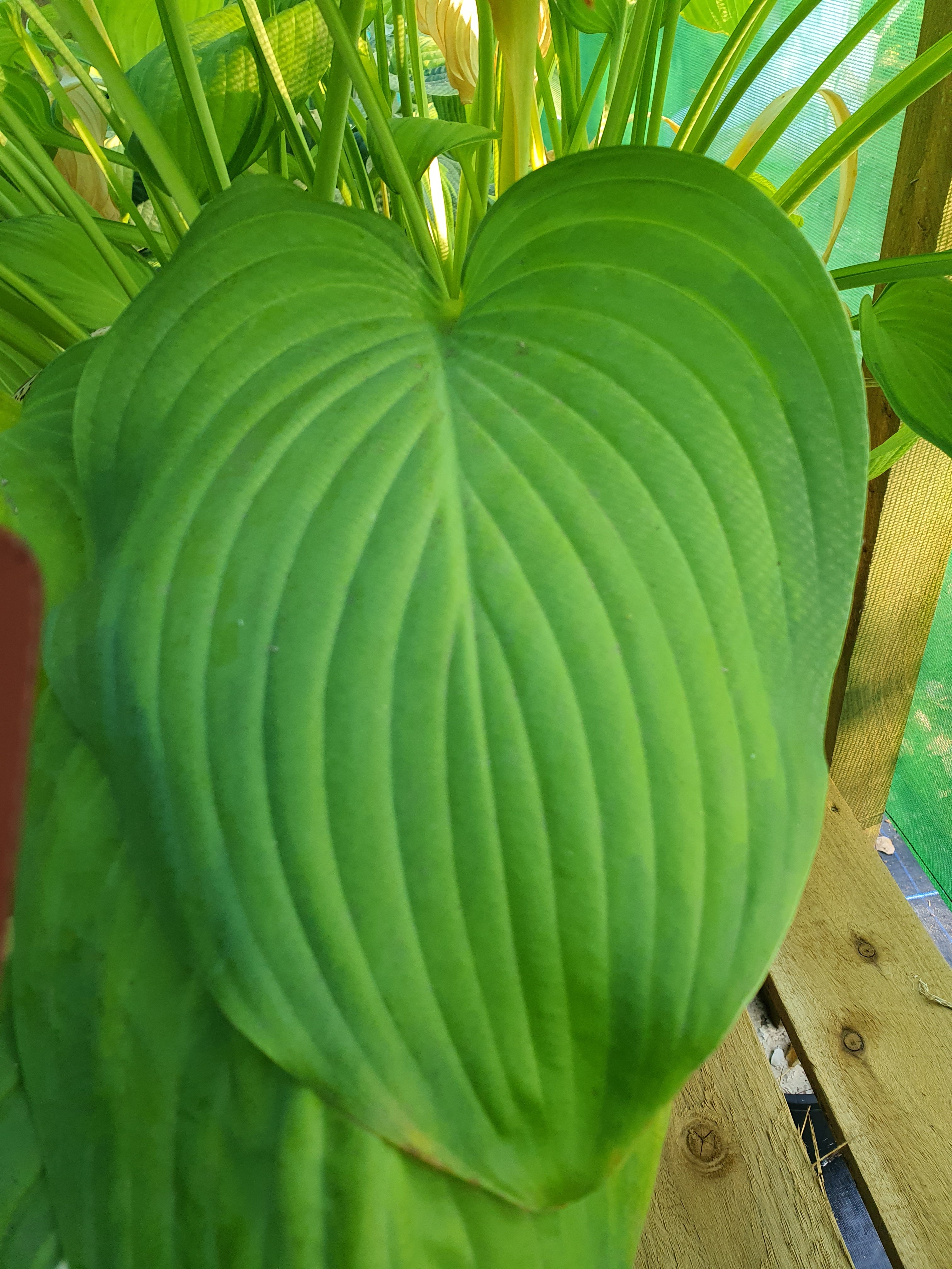 Hosta 'Guacamole' - New Forest Hostas & Hemerocallis