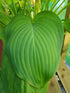 Hosta 'Guacamole' - New Forest Hostas & Hemerocallis