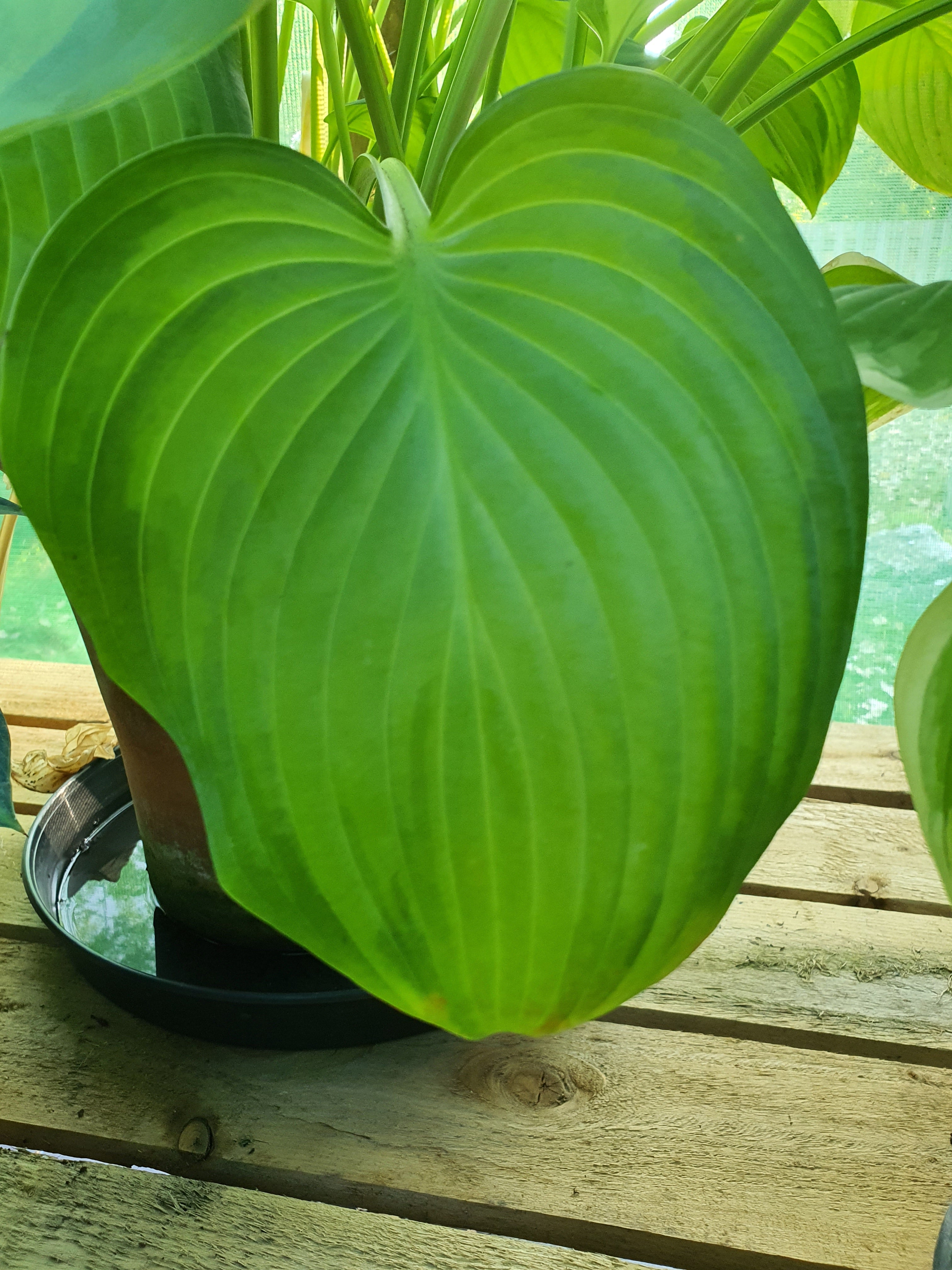 Hosta 'Guacamole' - New Forest Hostas & Hemerocallis