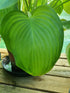 Hosta 'Guacamole' - New Forest Hostas & Hemerocallis