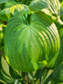 Hosta 'Enchiladas' - New Forest Hostas & Hemerocallis