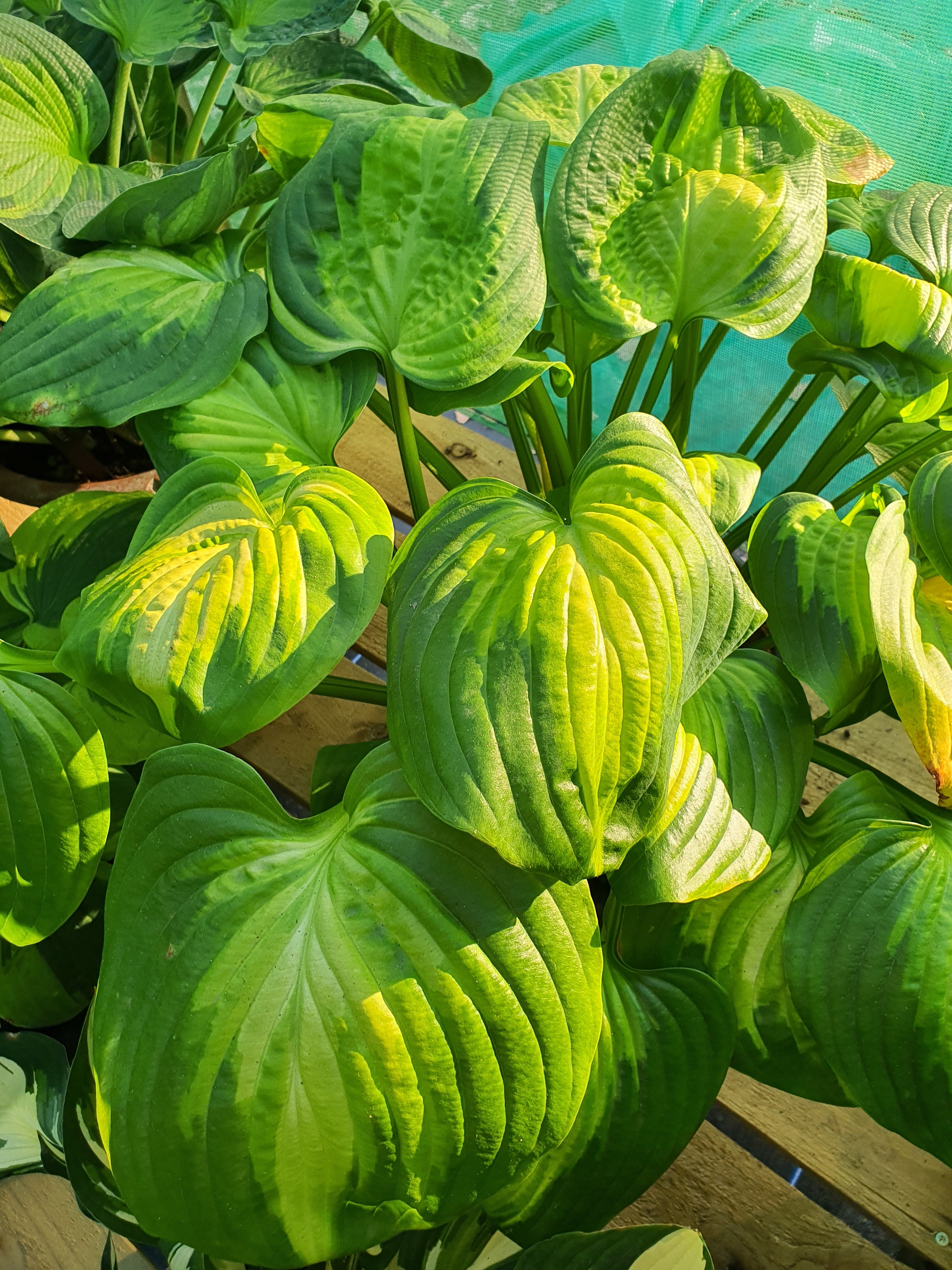 Hosta 'Enchiladas' - New Forest Hostas & Hemerocallis