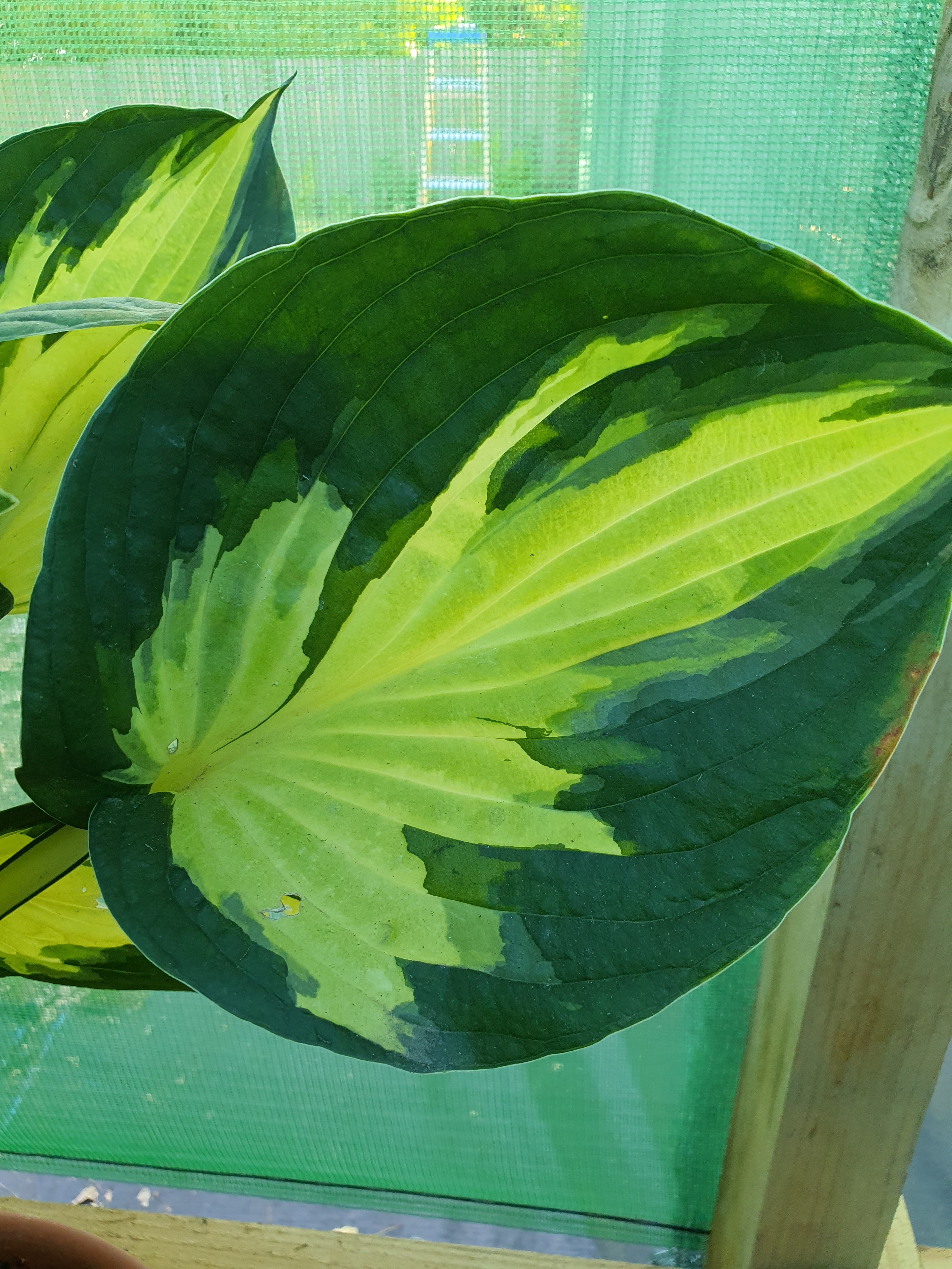 Hosta 'Morning Star' - New Forest Hostas & Hemerocallis