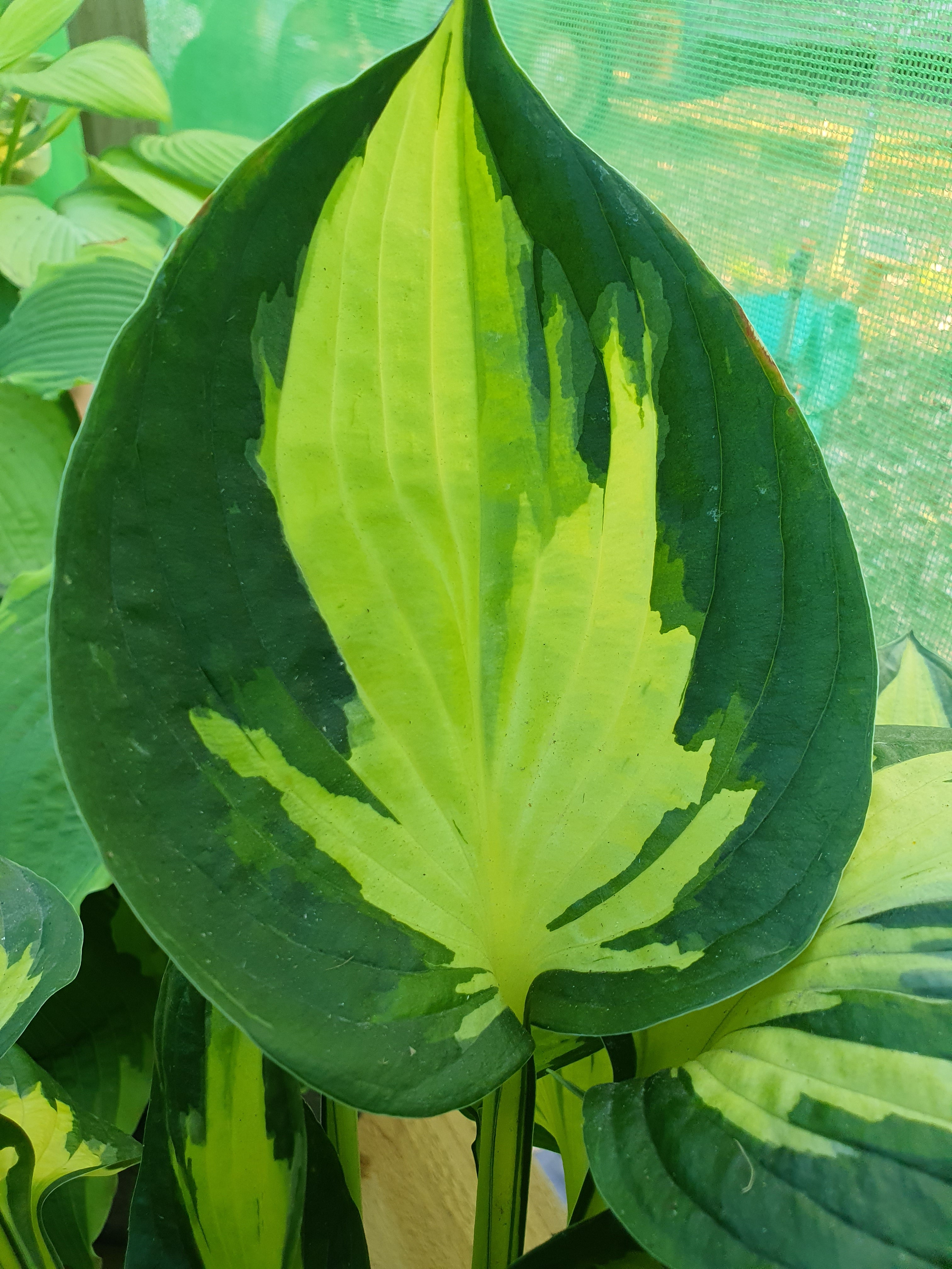 Hosta 'Morning Star' - New Forest Hostas & Hemerocallis