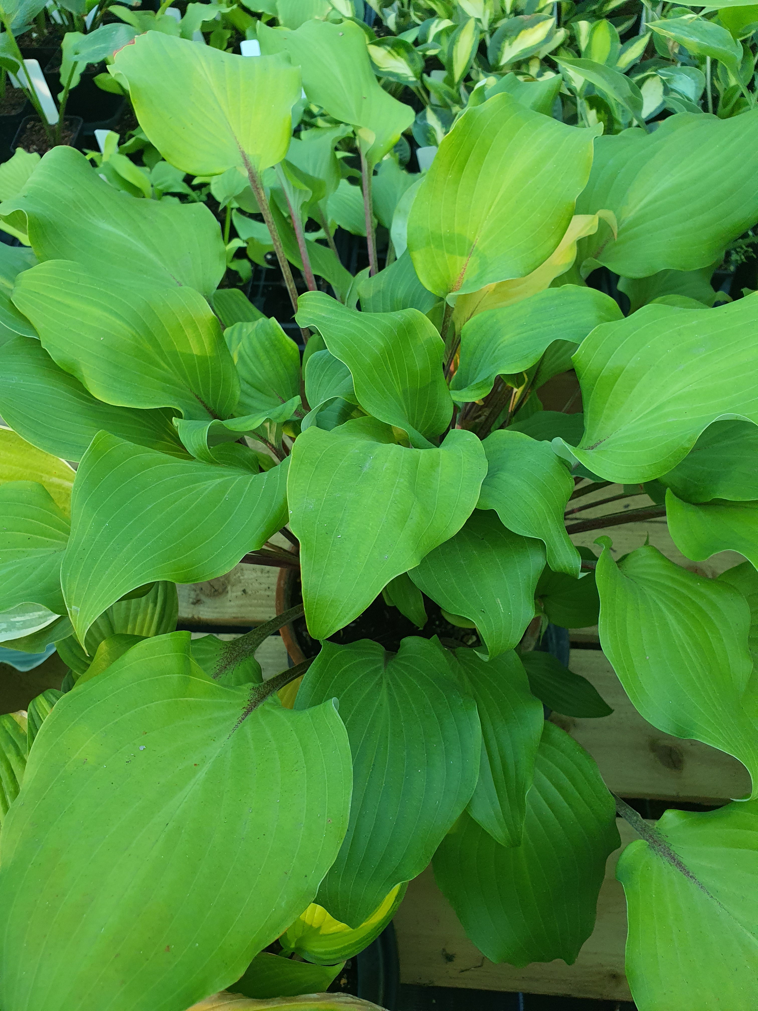 Hosta 'Harry van de Laar' - New Forest Hostas & Hemerocallis