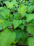 Hosta 'Harry van de Laar' - New Forest Hostas & Hemerocallis