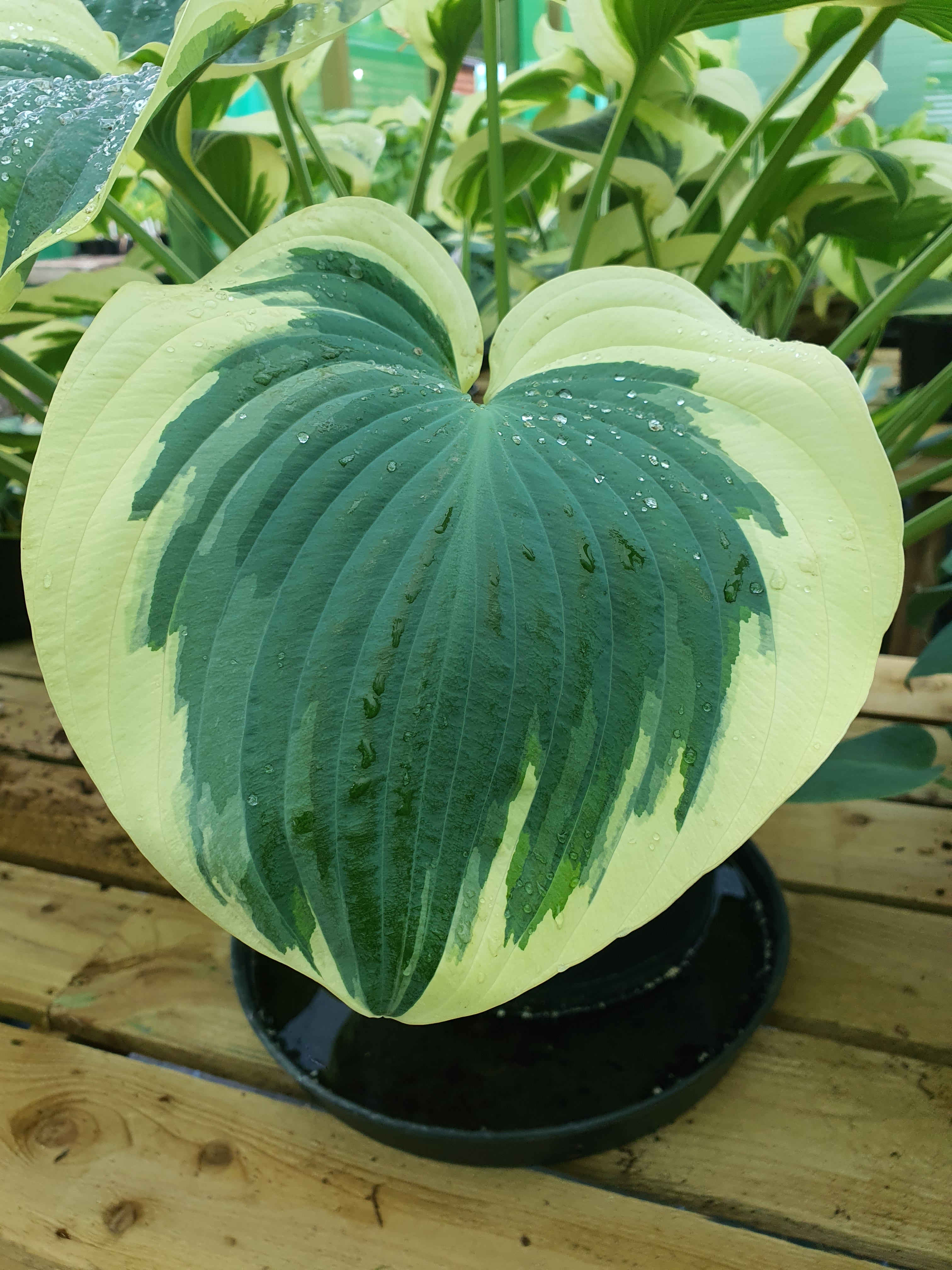 Hosta 'Orion's Belt' - Larger Specimen - New Forest Hostas & Hemerocallis