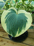 Hosta 'Orion's Belt' - Larger Specimen - New Forest Hostas & Hemerocallis