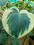 Hosta 'Orion's Belt' - Larger Specimen - New Forest Hostas & Hemerocallis