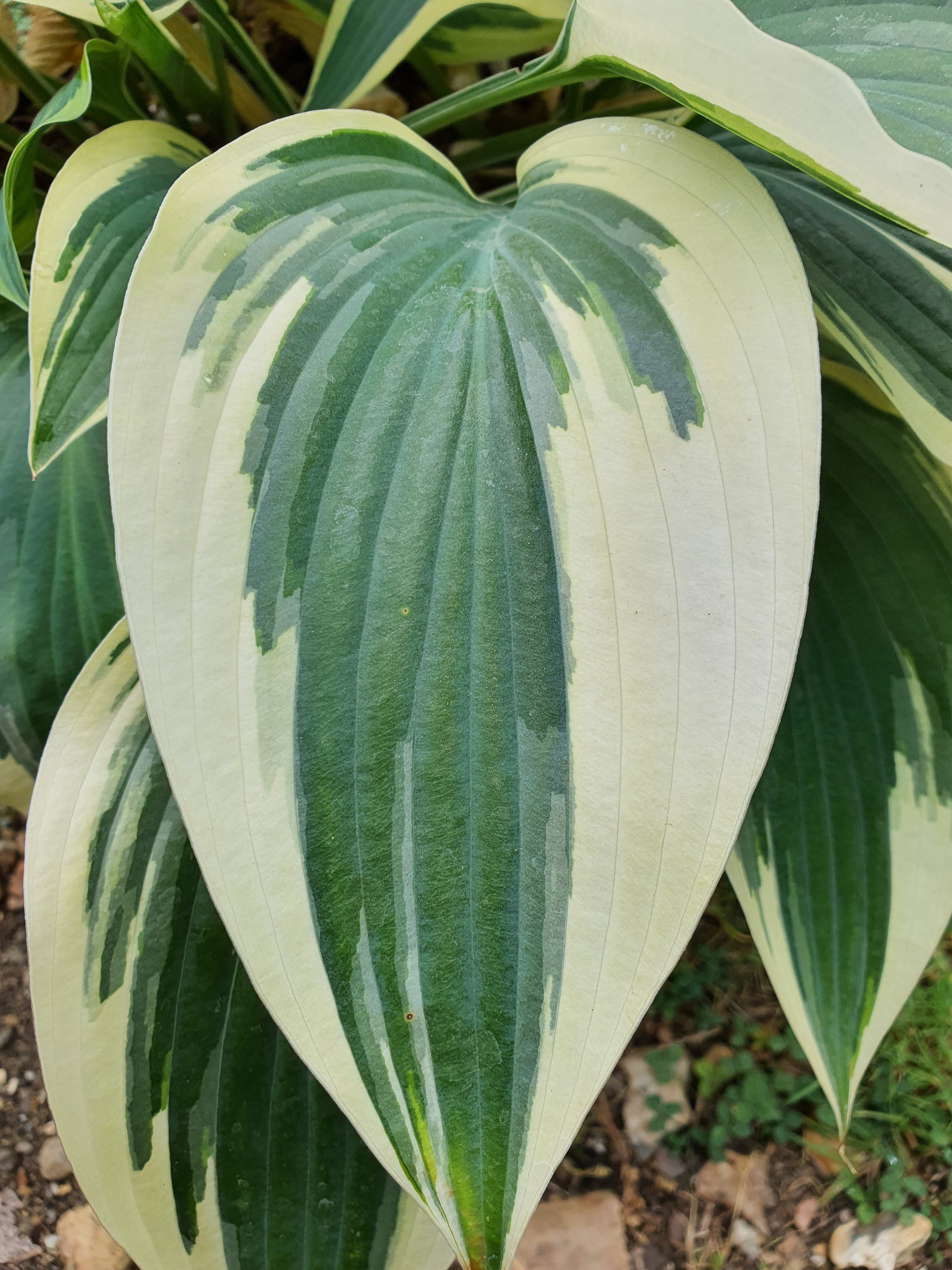 Hosta 'Bobcat' - New Forest Hostas & Hemerocallis